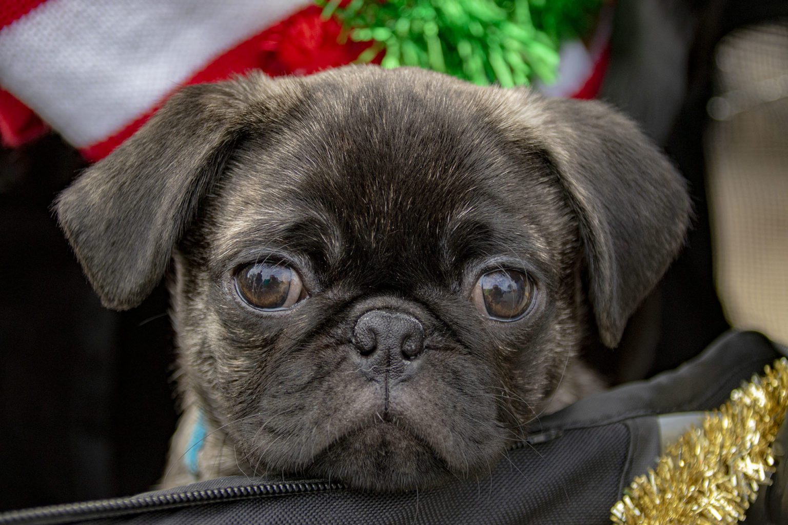 When A Brindle Pug Steals Your Heart