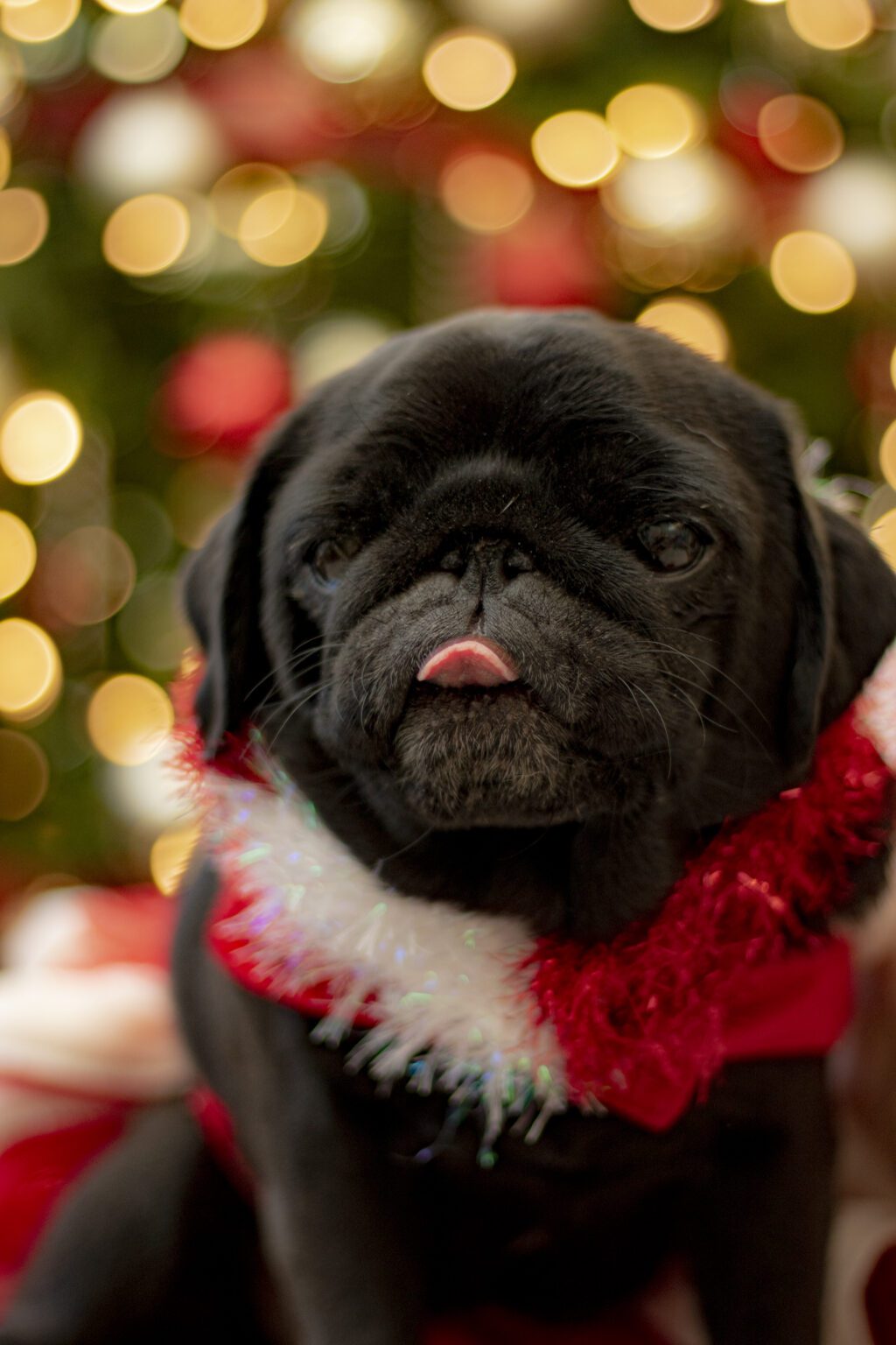 Don’t want to learn Pet Photography? At least read this.