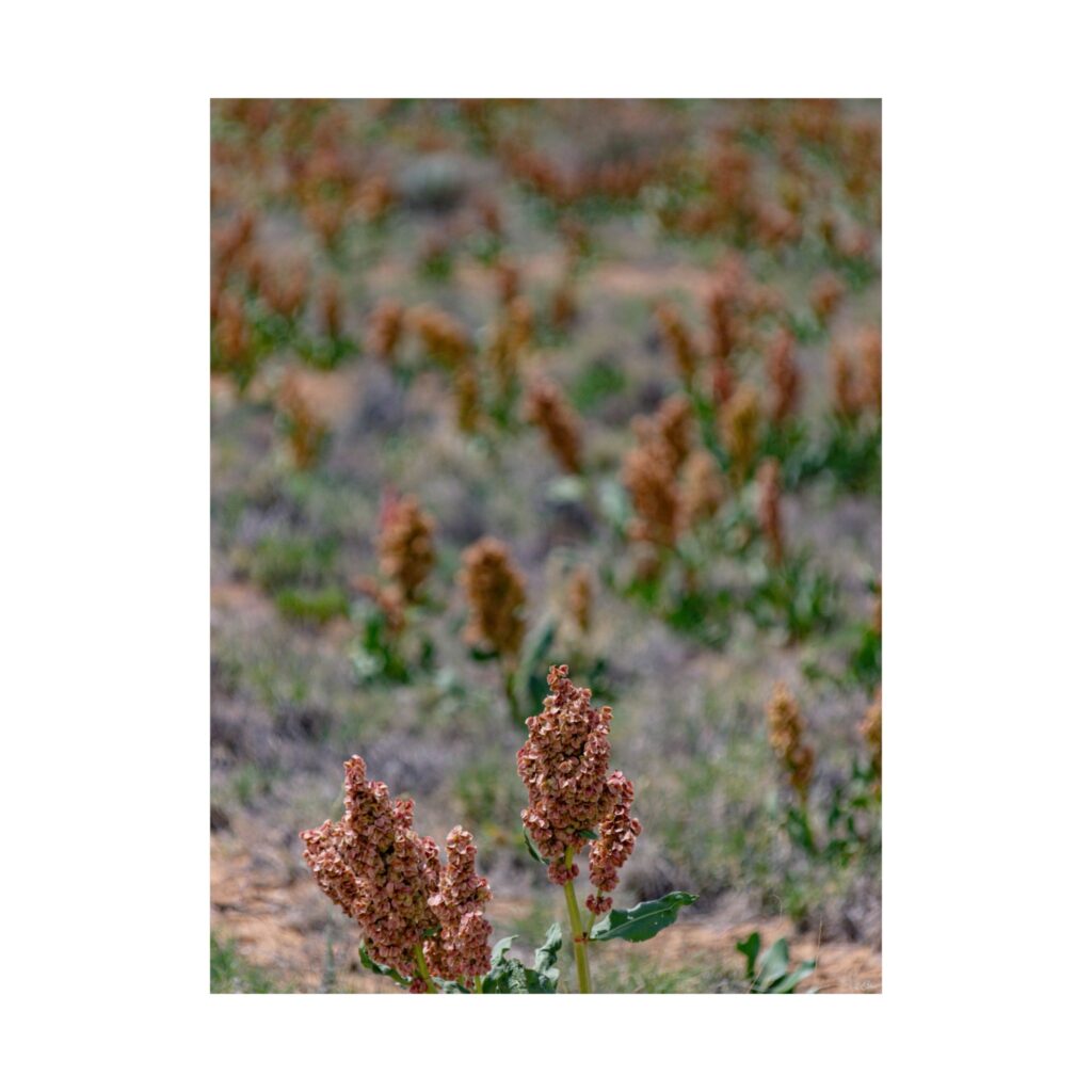 Rust-Colored Wild Rhubarb in Spring Meadow – Earthy Plant Art | Floral Art Decor for Home, Office, Gifts, Room Decoration, Wall Art
